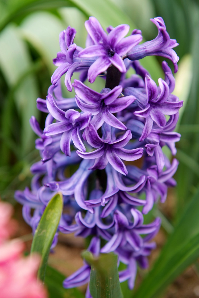 히아신스 - Hyacinth, Hyacinthus orientalis L.