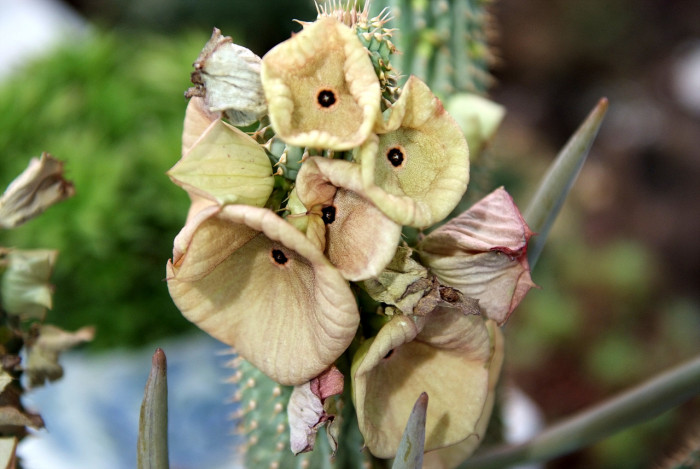 선인장 - Opuntia ficus-indica Mill.