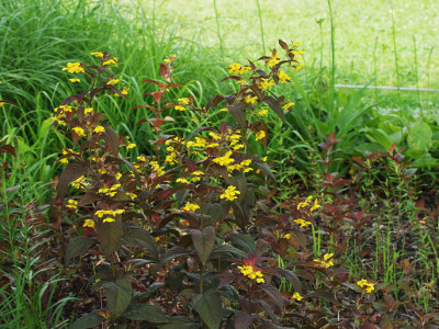 좁쌀풀 사진 - Lysimachia vulgaris var. davurica (Ledeb.) R.Kunth Photos