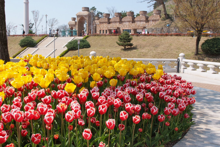튤립 - Tulip, Tulipa gesneriana