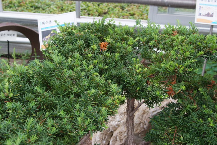 설악눈주목 - Taxus caespitosa Nakai