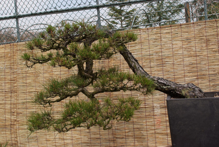 소나무 - Pine Tree, Pinus densiflora Siebold & Zucc.