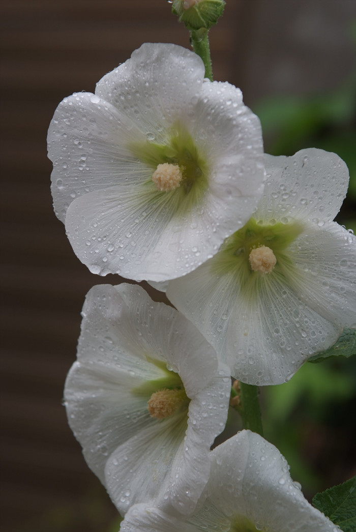 접시꽃 - Alcea rosea, Althaea rosea