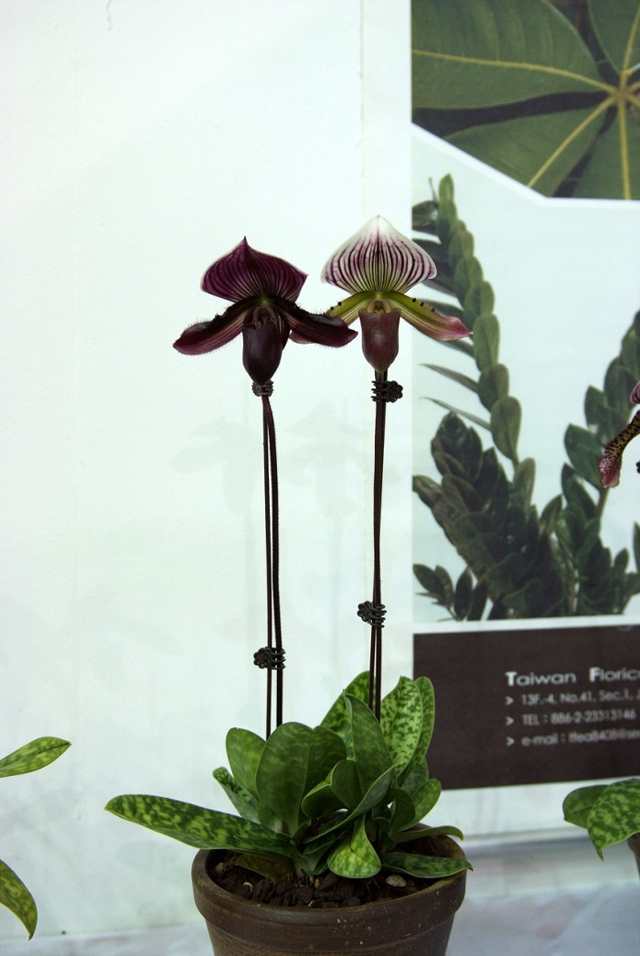 파피오페딜럼 - Papihopedilum pinochio, Paphiopedilum hybrids