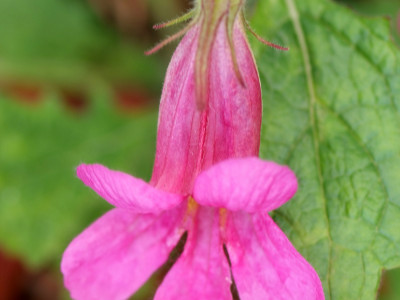 지황 사진 - Rehmannia glutinosa (Gaertn.) Libosch. ex Steud. Photos