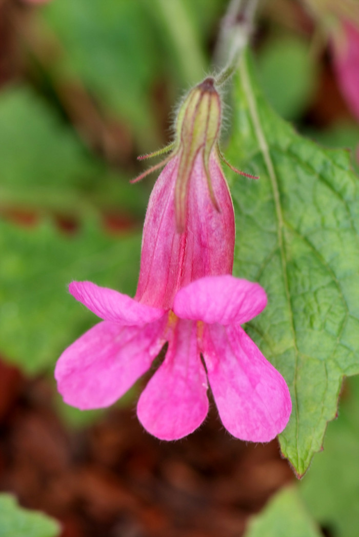 지황 - Rehmannia glutinosa (Gaertn.) Libosch. ex Steud.