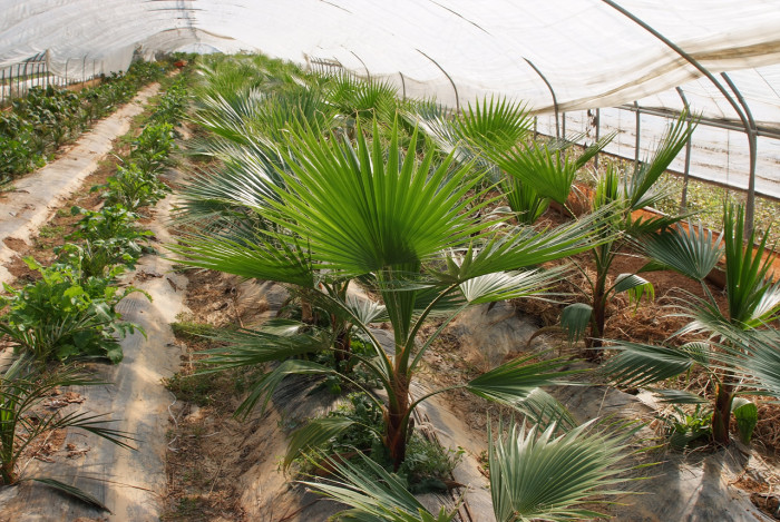 워싱턴야자 - Washington palm, California Fan Palm, Washingtonia filifera
