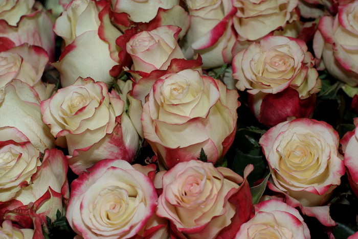장미 - Rose, Rosa hybrida