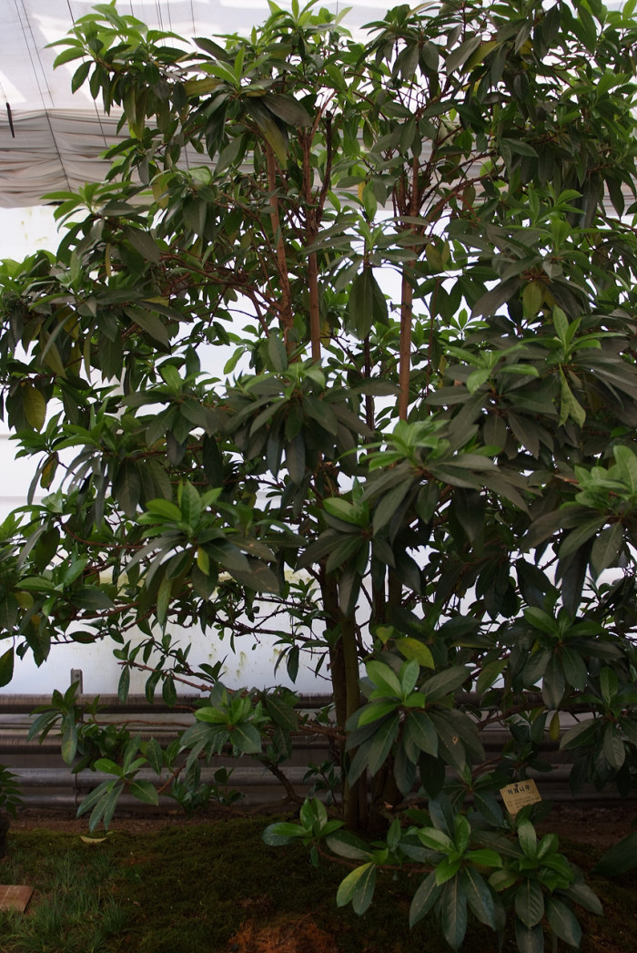 아왜나무 - Japanese Viburnum, Viburnum odoratissimum Ker Gawl. var. awabuki (K. Koch) Zabel ex Rumpler