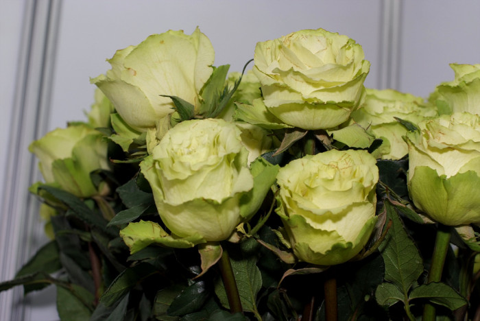 장미 - Rose, Rosa hybrida