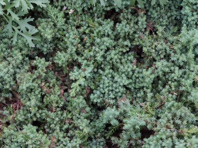눈향나무 사진 - Juniperus chinensis var. sargentii Henry Photos