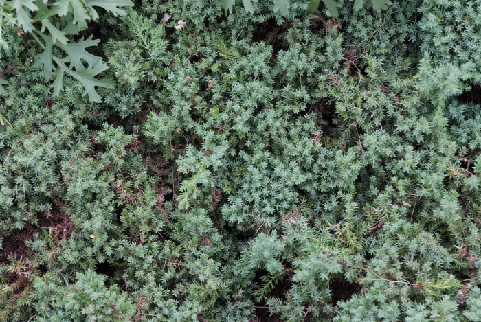 눈향나무 - Juniperus chinensis var. sargentii Henry