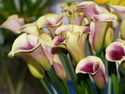 칼라 사진 - Zantedeschia aethiopica Photos