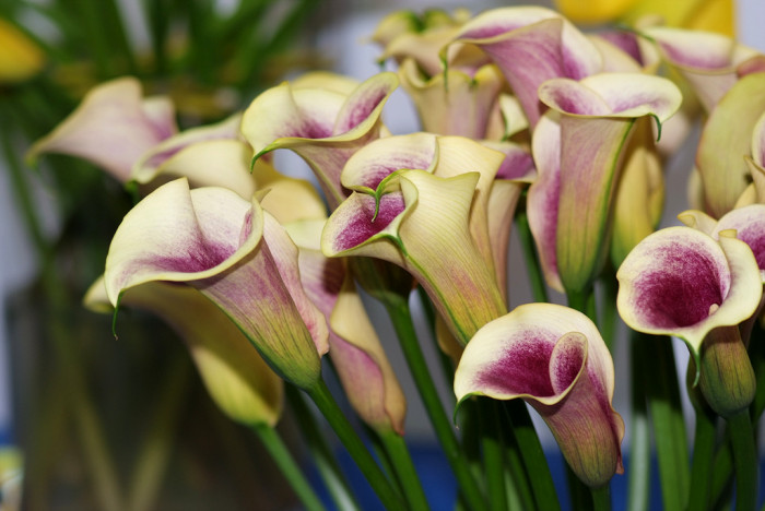 칼라 - calla, Zantedeschia aethiopica
