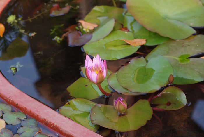 수련 - Nymphaea tetragona var. angusta
