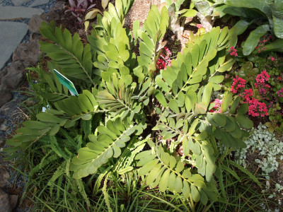 멕시코소철 사진 - Zamia pumila Photos