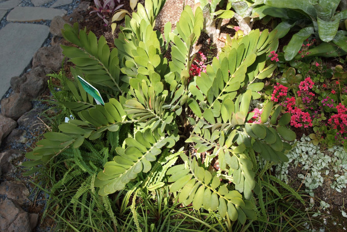 멕시코소철 - sago palm, Zamia pumila