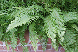 공작고사리 - Adiantum pedatum L.