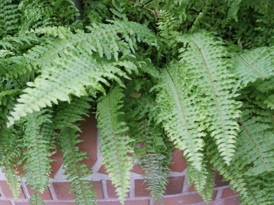 공작고사리 사진 - Adiantum pedatum L. Photos