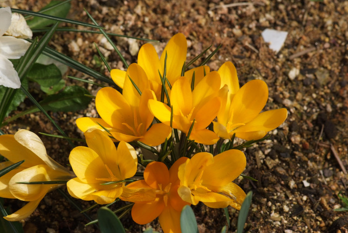크로커스 - Crocus, Crocus spp.