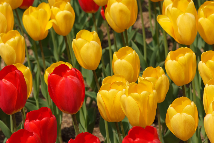 튤립 - Tulip, Tulipa gesneriana