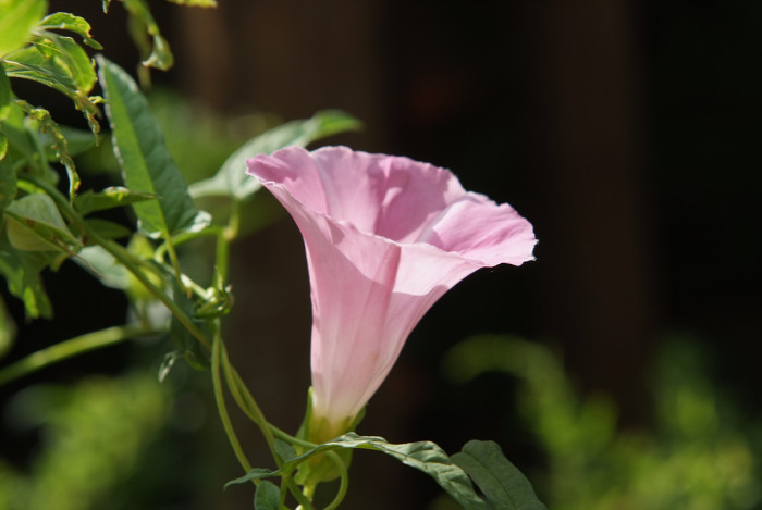 메꽃 - Morning Glory, Calystegia japonica