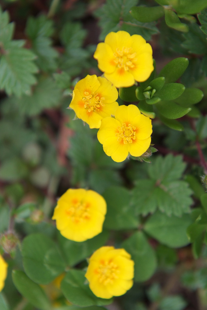 좀양지꽃 - Potentilla matsumurae Th.Wolf