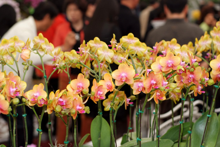 호접란 - Moth orchids, phalaenopsis