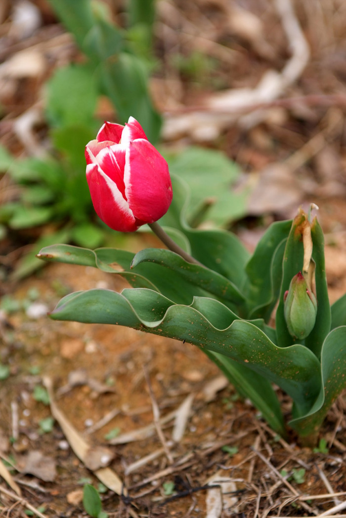 튤립 - Tulip, Tulipa gesneriana