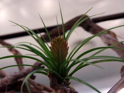 틸란디시아 사진 - Tillandsia bergeri Photos