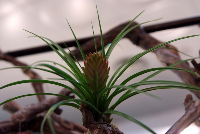 틸란디시아 - Tillandsia bergeri