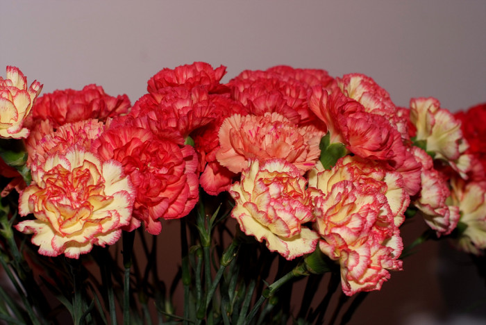 카네이션 - Bernard, Dianthus caryophyllus L.