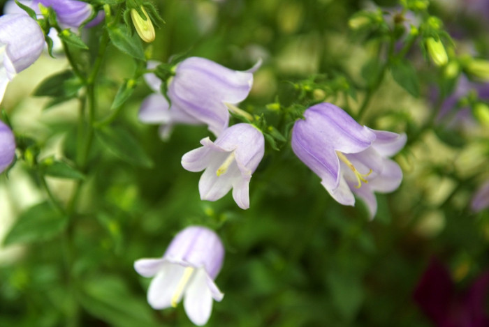 캄파눌라 - Canterbury bells, Campanula poscharskyana