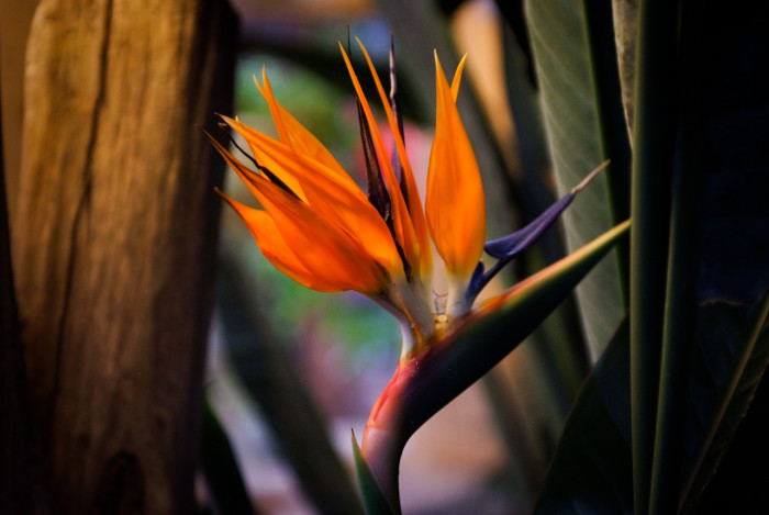 극락조화 - Bird of paradise, Strelitzia reginae