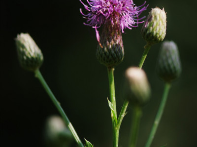 조뱅이 사진 - Cephalonoplos segetum Photos