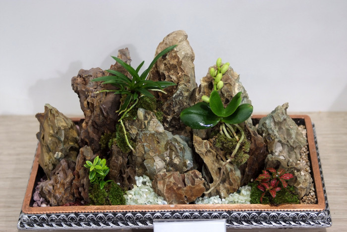 풍란 - KURAMANOSHI, Neofinetia falcata (Thunb.) Hu 