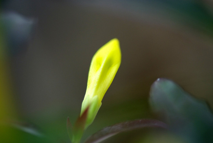 개나리자스민 - Carolina jasmine, Gelsemium sempervirens (L.) J.St.-Hil