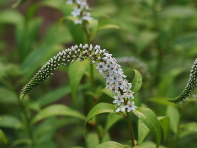 까치수염 사진 - Lysimachia barystachys Bunge Photos
