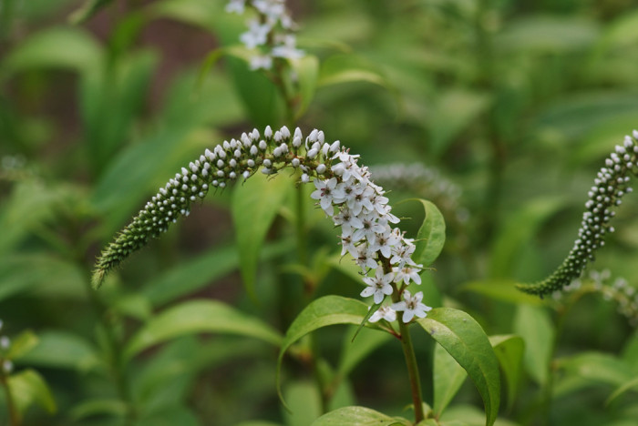 까치수염 - Lysimachia barystachys Bunge