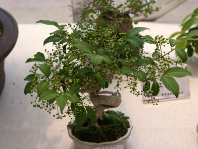 참빗살나무 사진 - Euonymus hamiltonianus Wall. var. hamiltonianus Photos