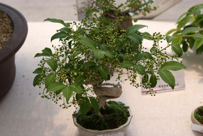 참빗살나무 - Euonymus hamiltonianus Wall. var. hamiltonianus
