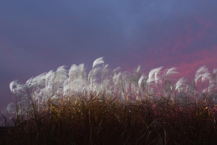 억새 - peder, Miscanthus sinensis var. purpurascens (Andersson) Rendle