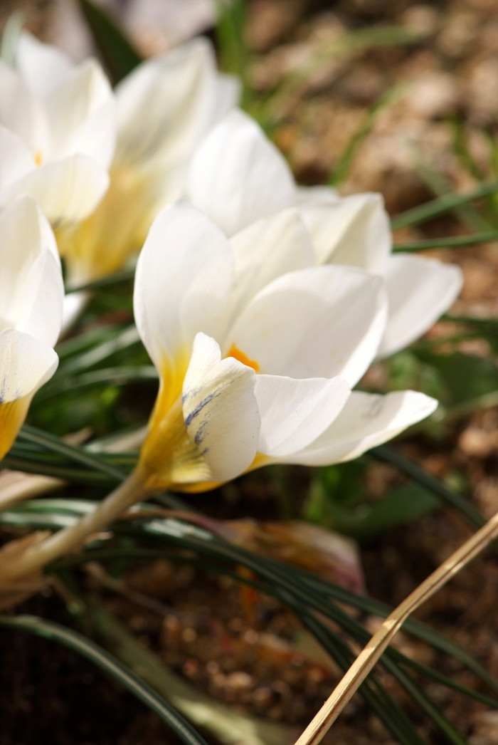 크로커스 - Crocus, Crocus spp.