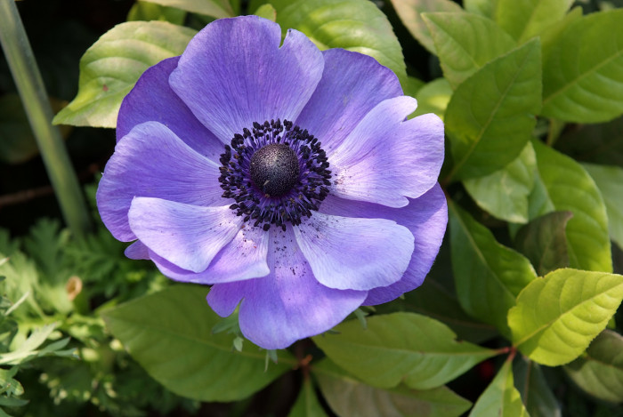 아네모네  - anemone, Anemone coronaria