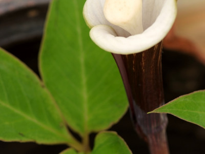 천남성 사진 - Arisaema amurense var Photos