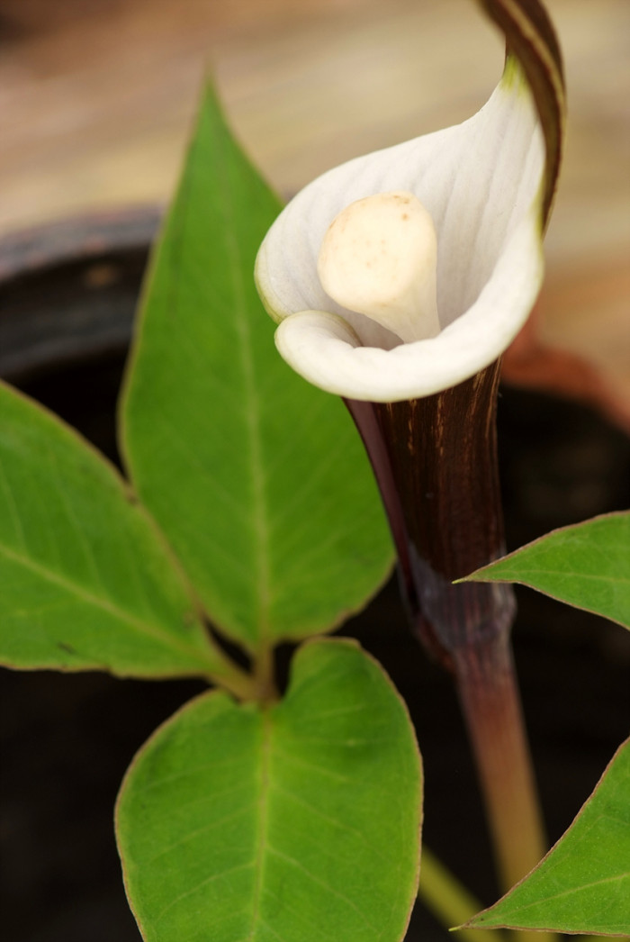 천남성 - Arisaema amurense var