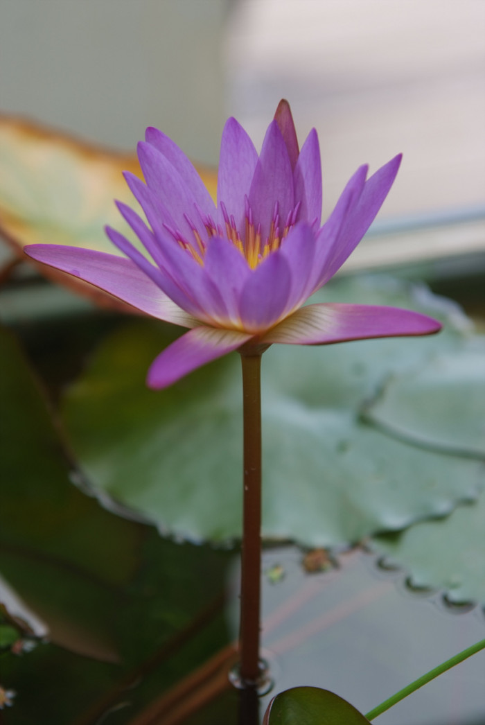 수련 - Nymphaea tetragona var. angusta