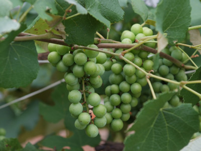 포도 사진 - Vitis vinifera L. Photos