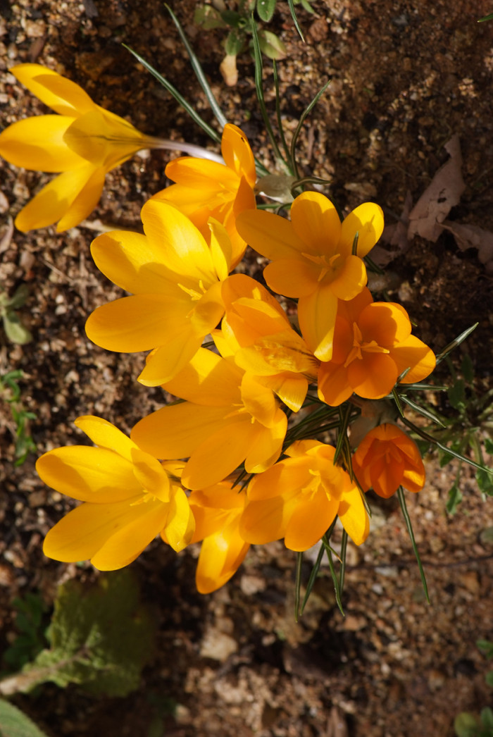 크로커스 - Crocus, Crocus spp.