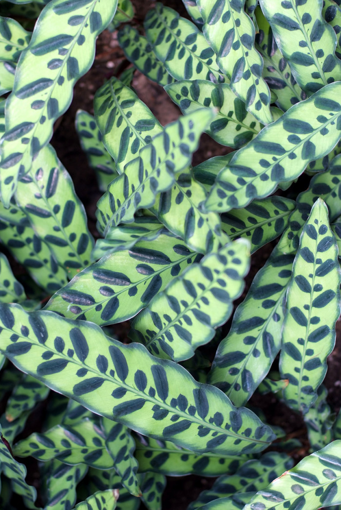 칼라데아 마코야나 - Calathea makoyana